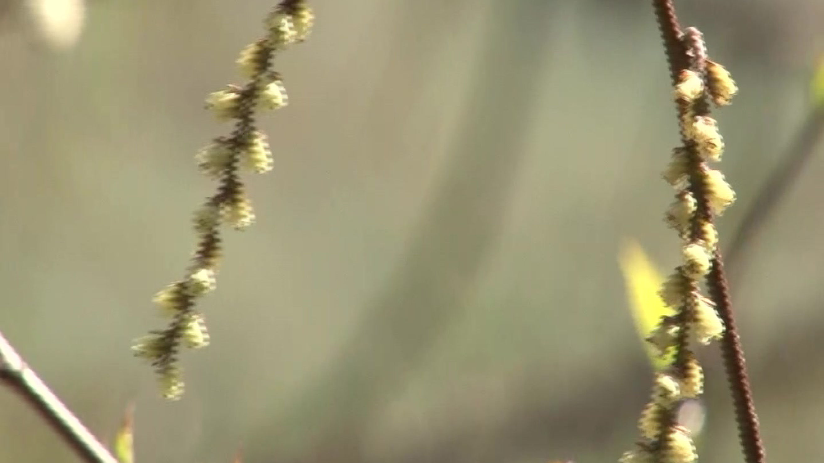 Taroチャンネル：太郎山に親しむ